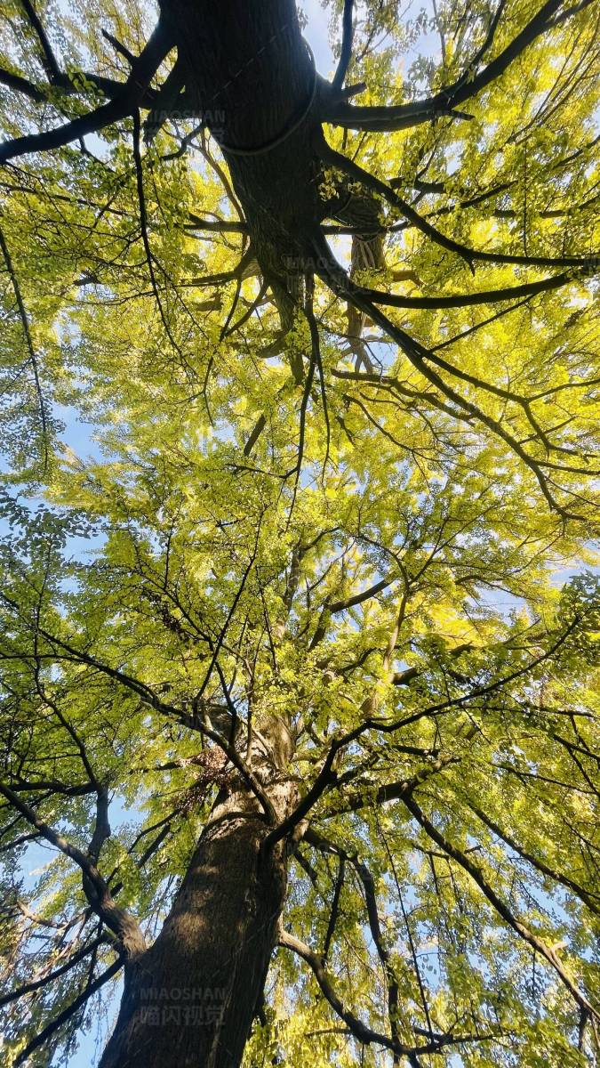 茂盛的树林图片