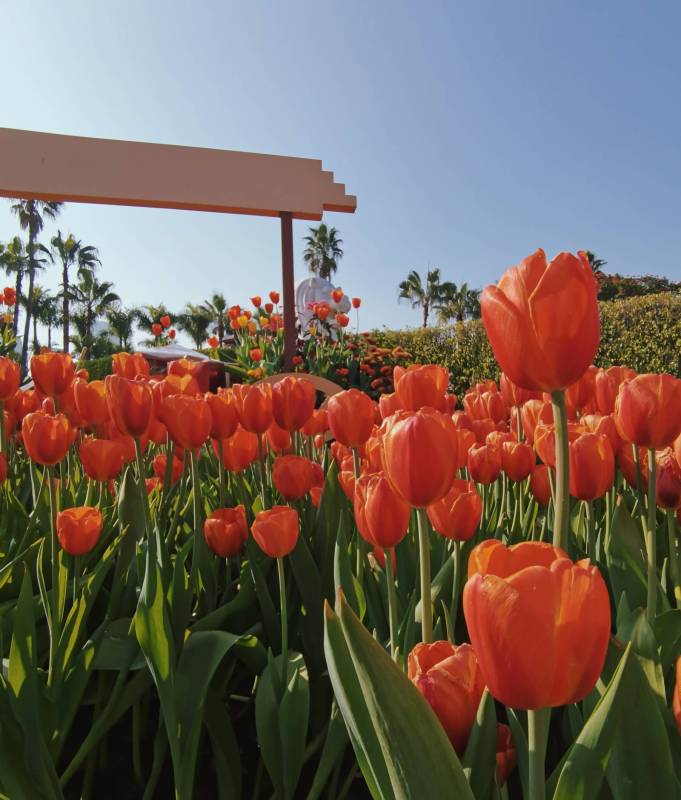 郁金香花语永远浪漫图片