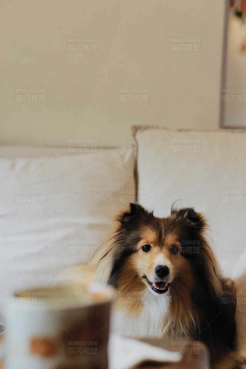 喜乐蒂狗狗图片