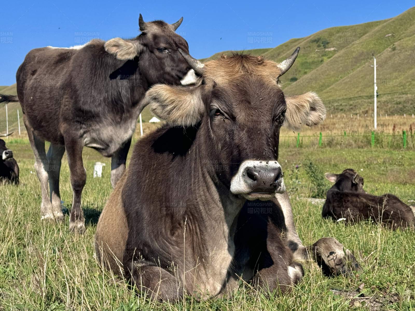 草原上的牛群图片