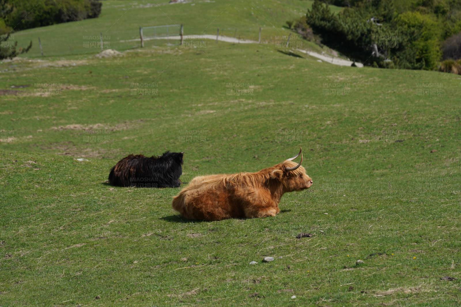 两只牛在草地上休息图片