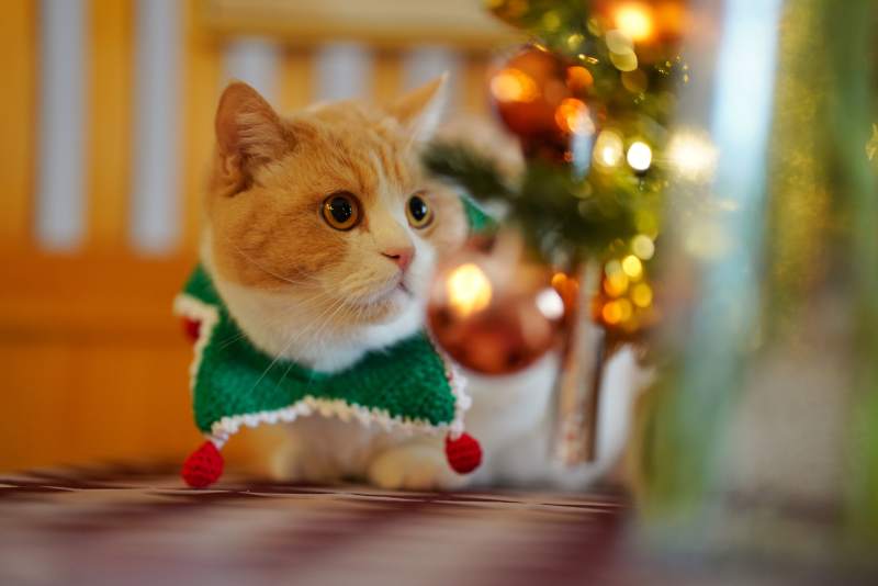 圣诞猫咪的温馨时刻图片