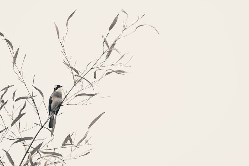 孤鸟栖枝 静谧时光图片