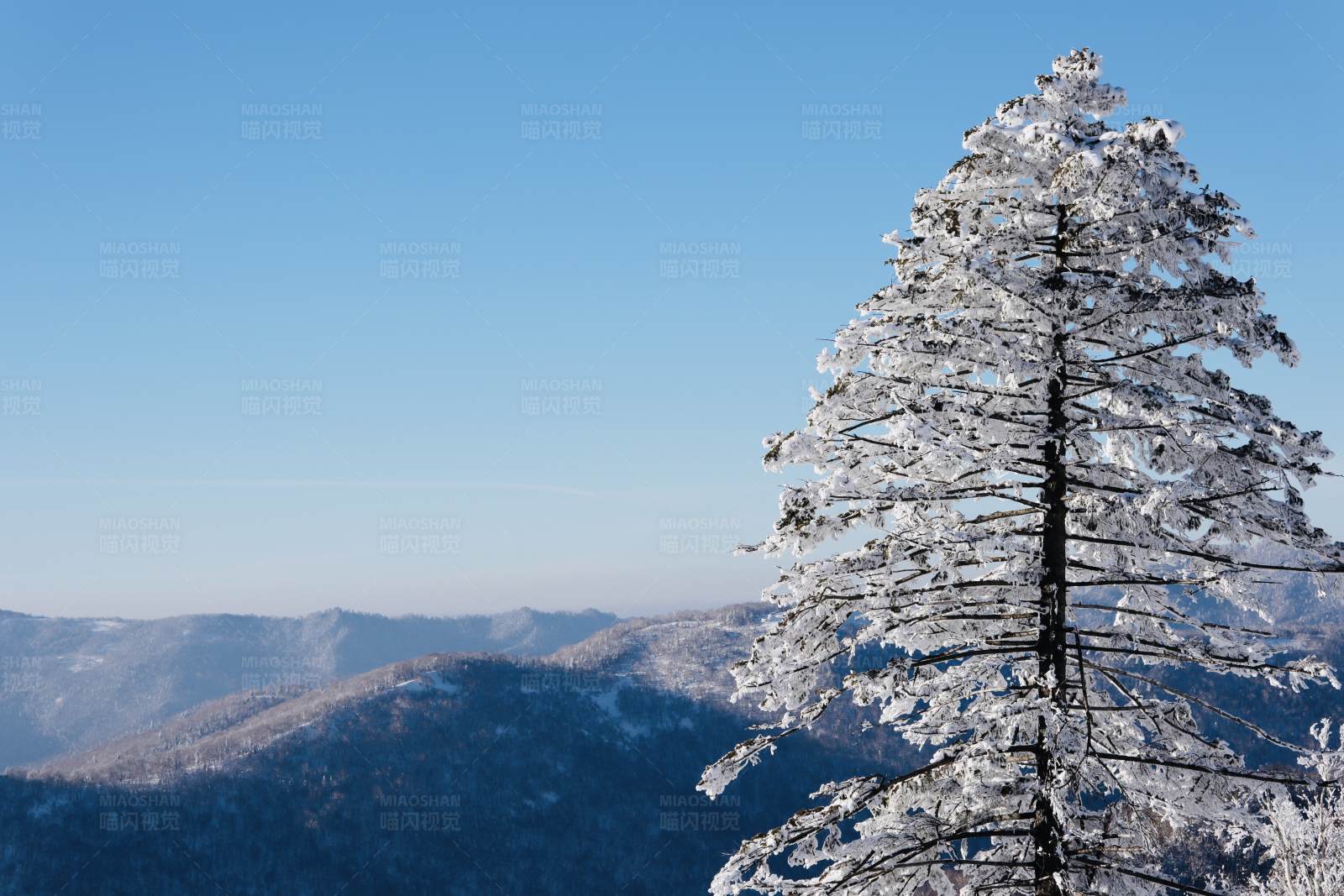 雪后山林 松树挺立图片