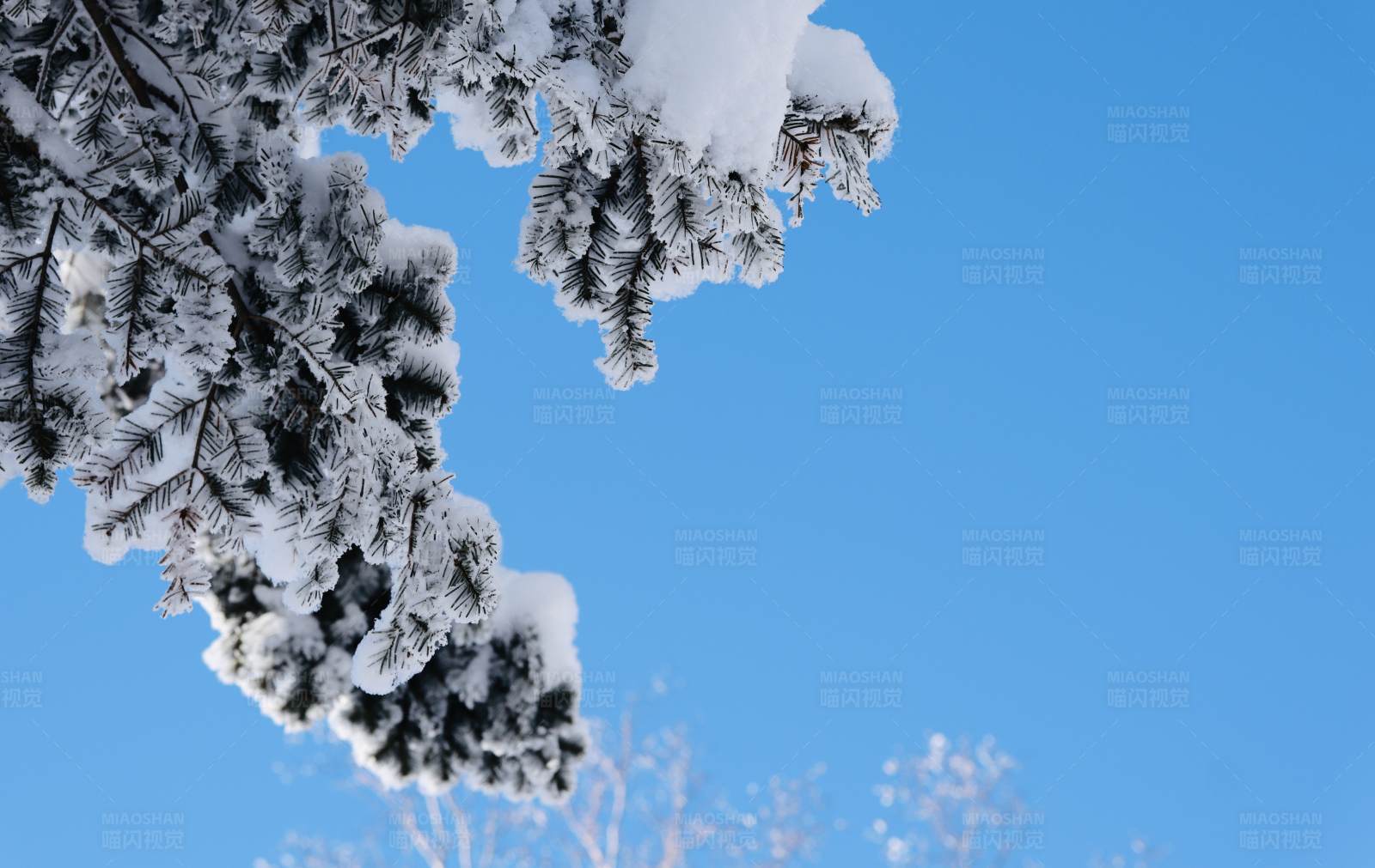 雪后松树与蓝天的美丽景象图片