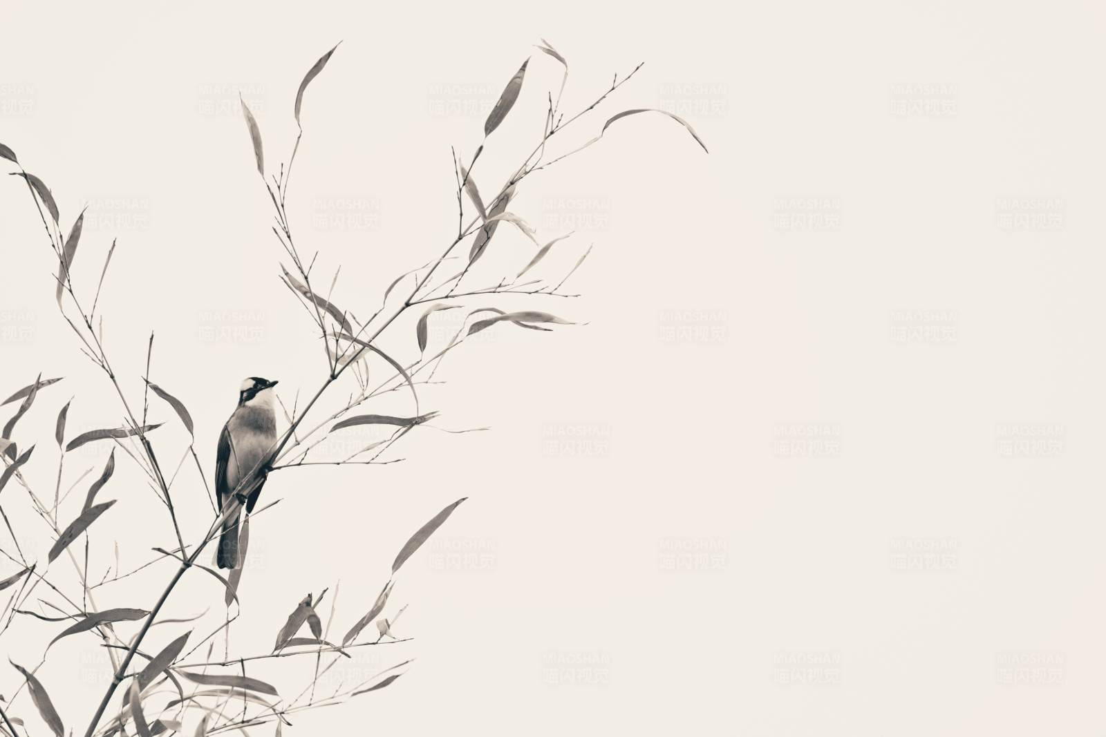 孤鸟栖枝 静谧时光图片