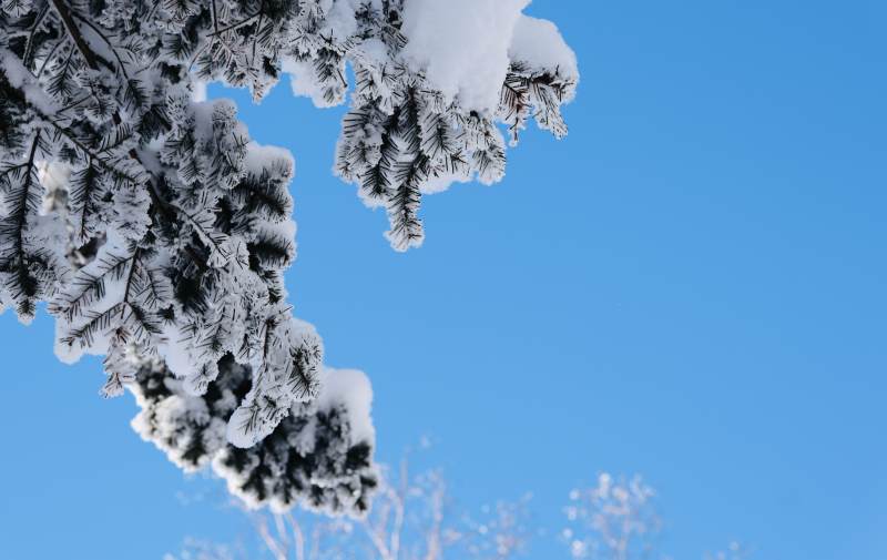 雪后松树与蓝天的美丽景象图片