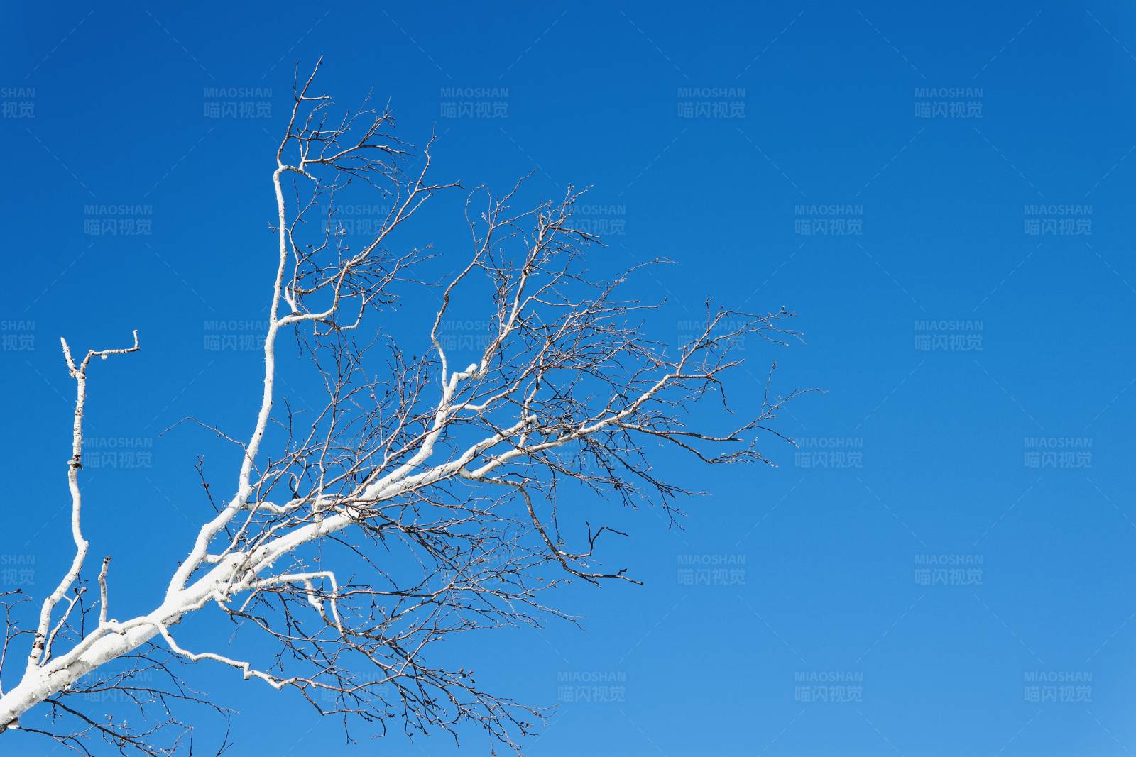 枯枝与蓝天图片
