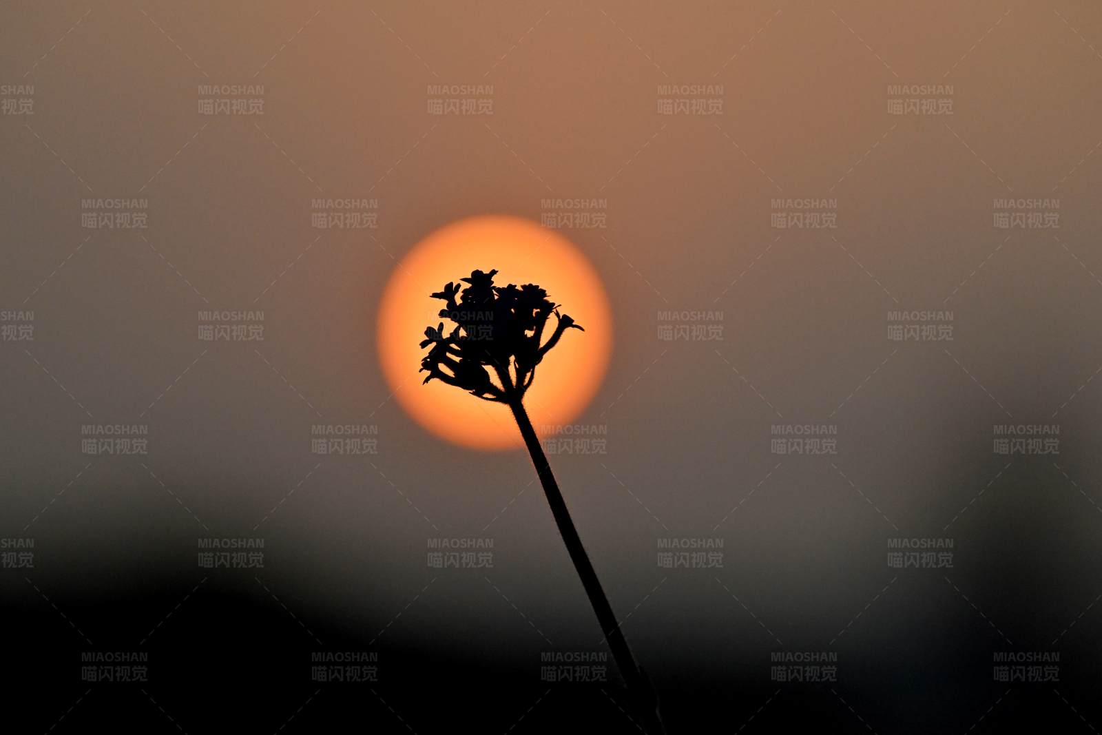 夕阳下的剪影花图片