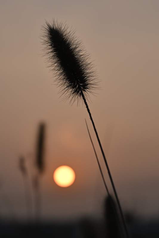 日落时分的植物剪影图片
