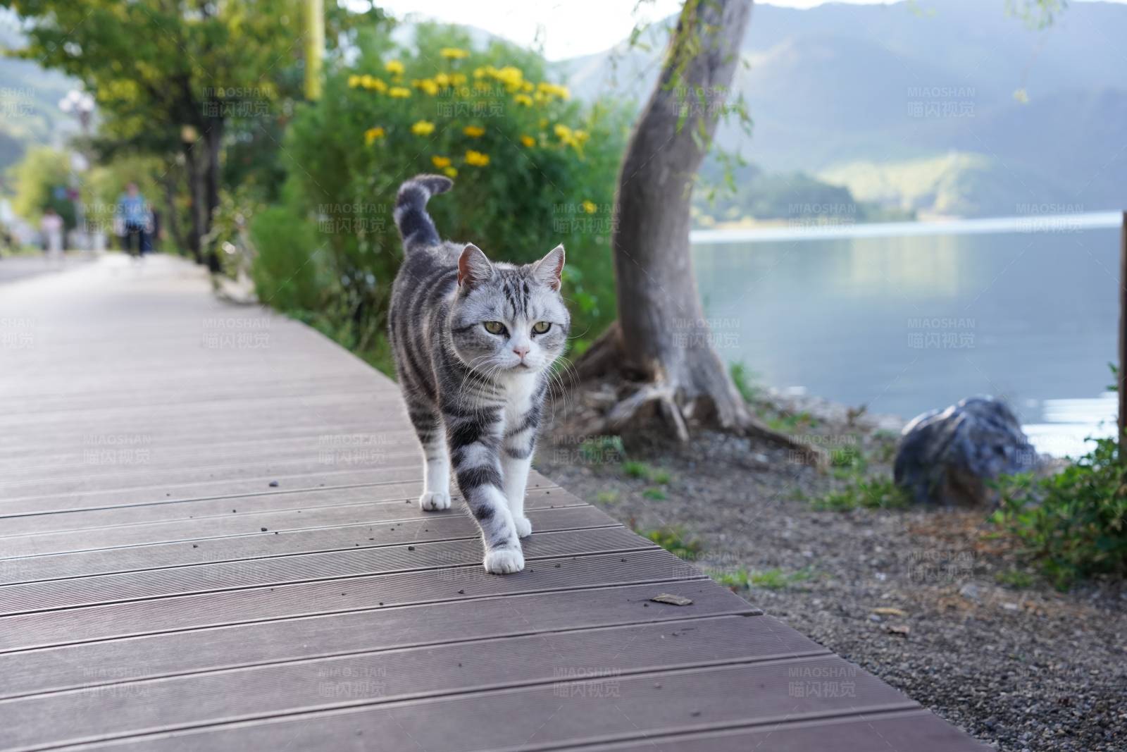 湖边散步的猫咪图片