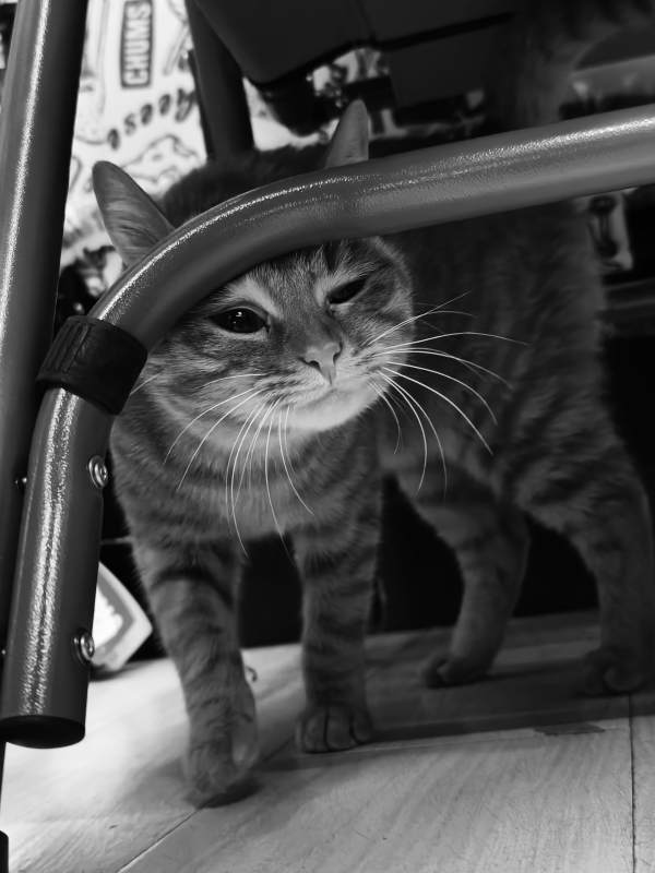 猫咪的黑白世界图片