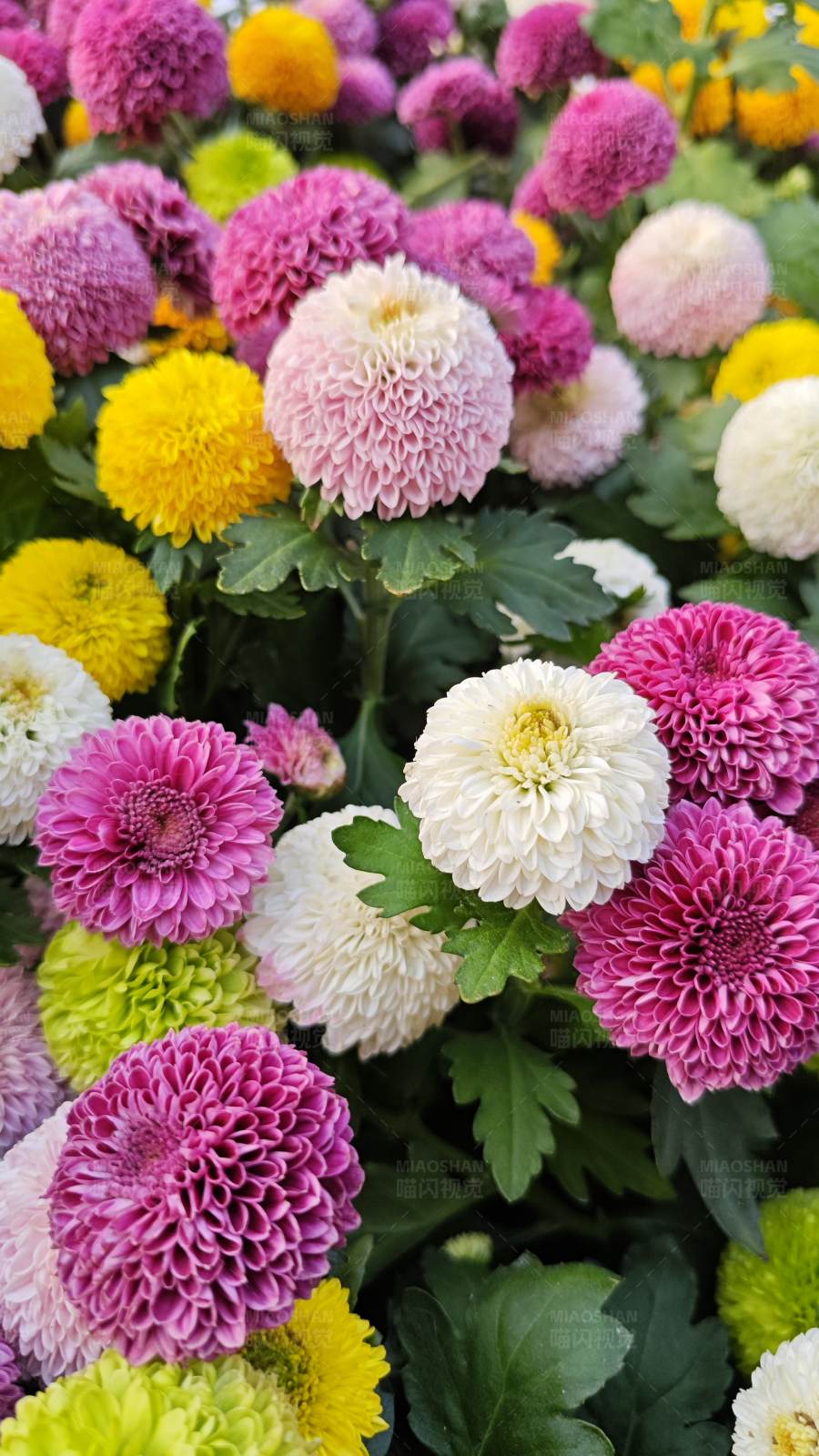 绚丽多彩的菊花花海图片