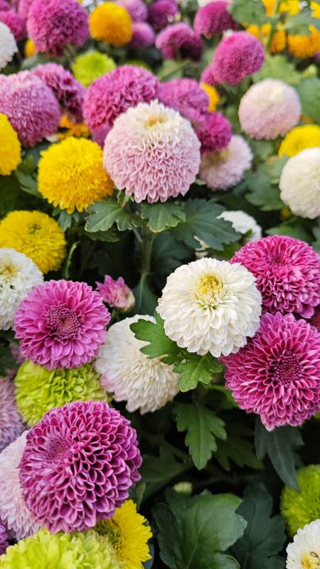 绚丽多彩的菊花花海图片