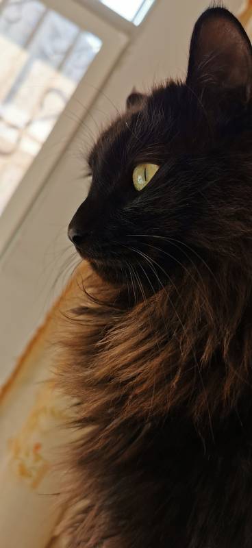 黑猫的凝视图片