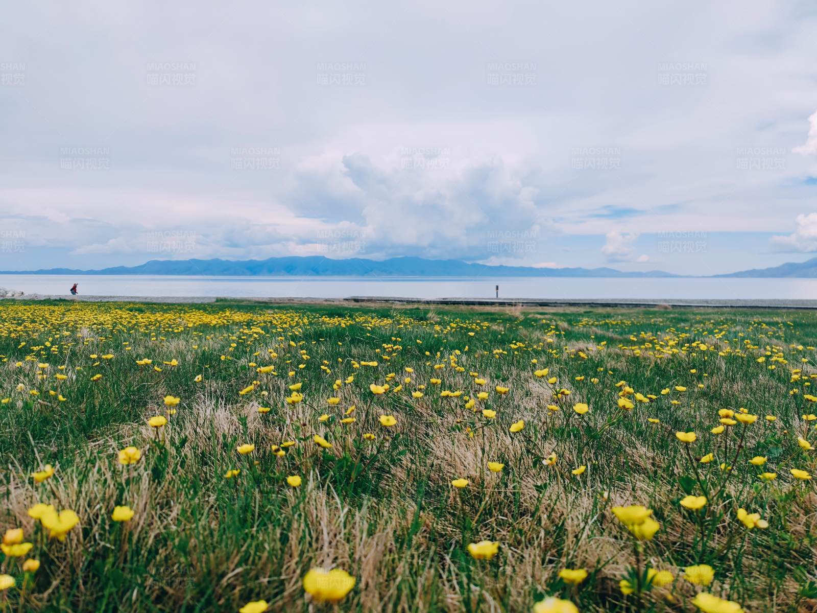 赛里木湖黄花盛开的海边草地图片