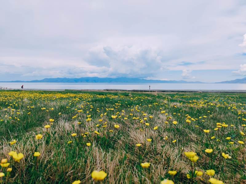 赛里木湖黄花盛开的海边草地图片