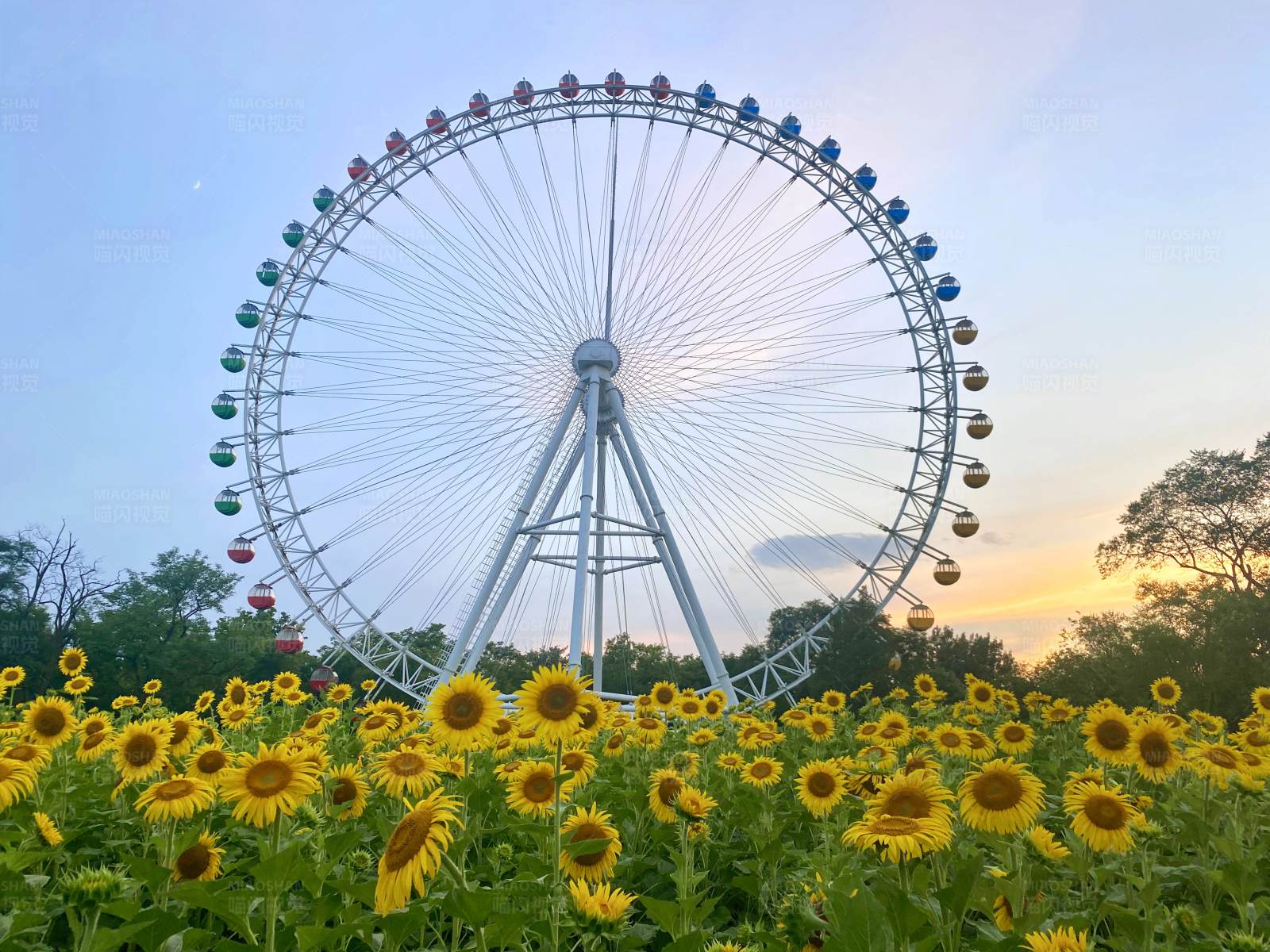 向日葵与摩天轮的美丽邂逅图片