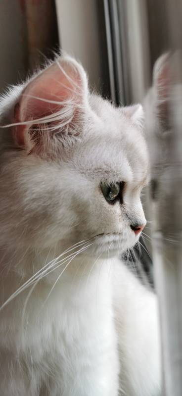 窗边的白色猫咪图片
