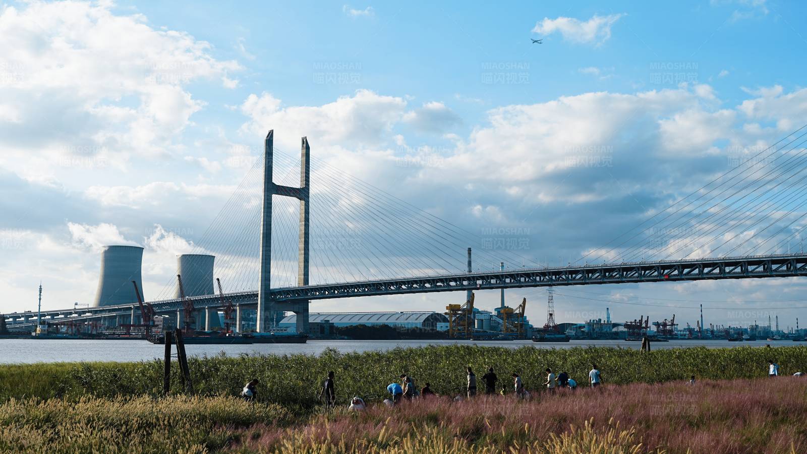 大桥下的草地--上海闵浦大桥图片