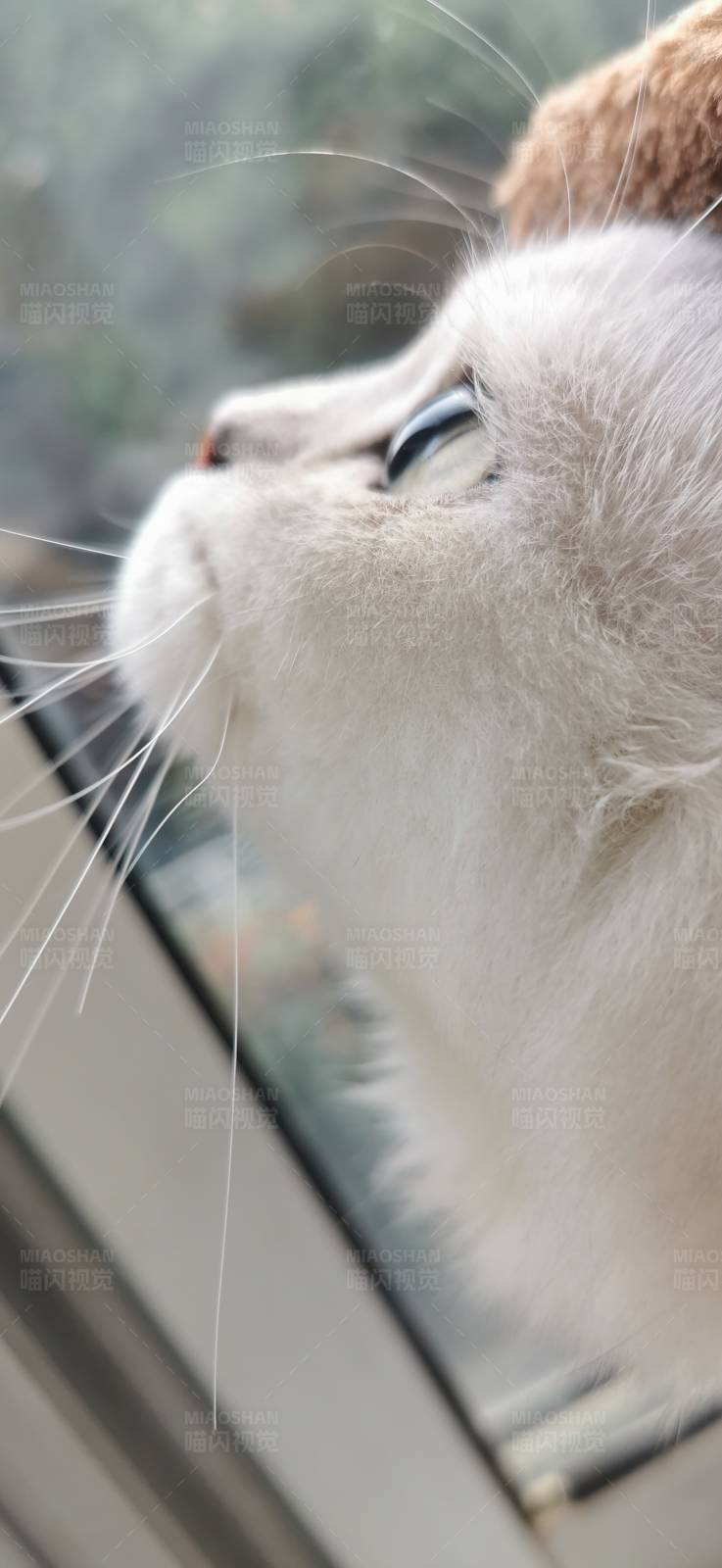 猫咪的悠闲时光图片