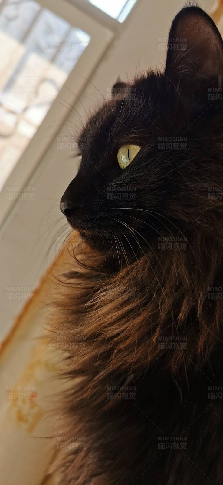 黑猫的凝视图片