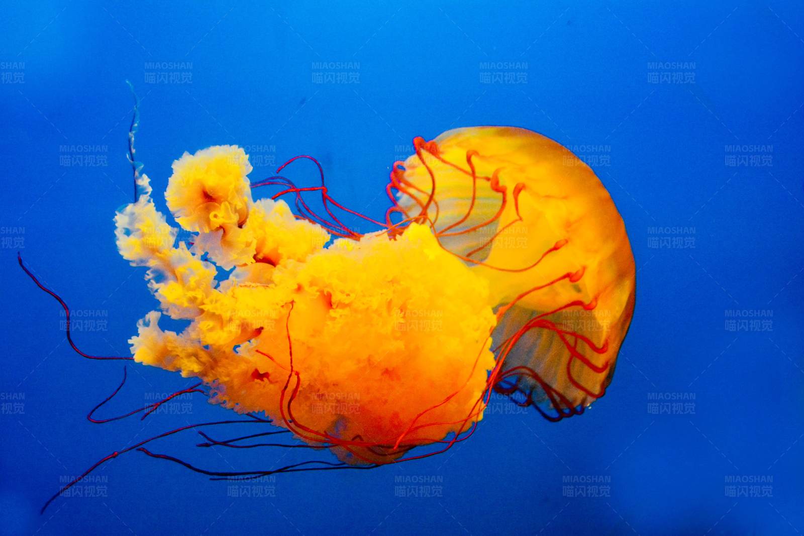 海底橙色水母的美丽瞬间图片