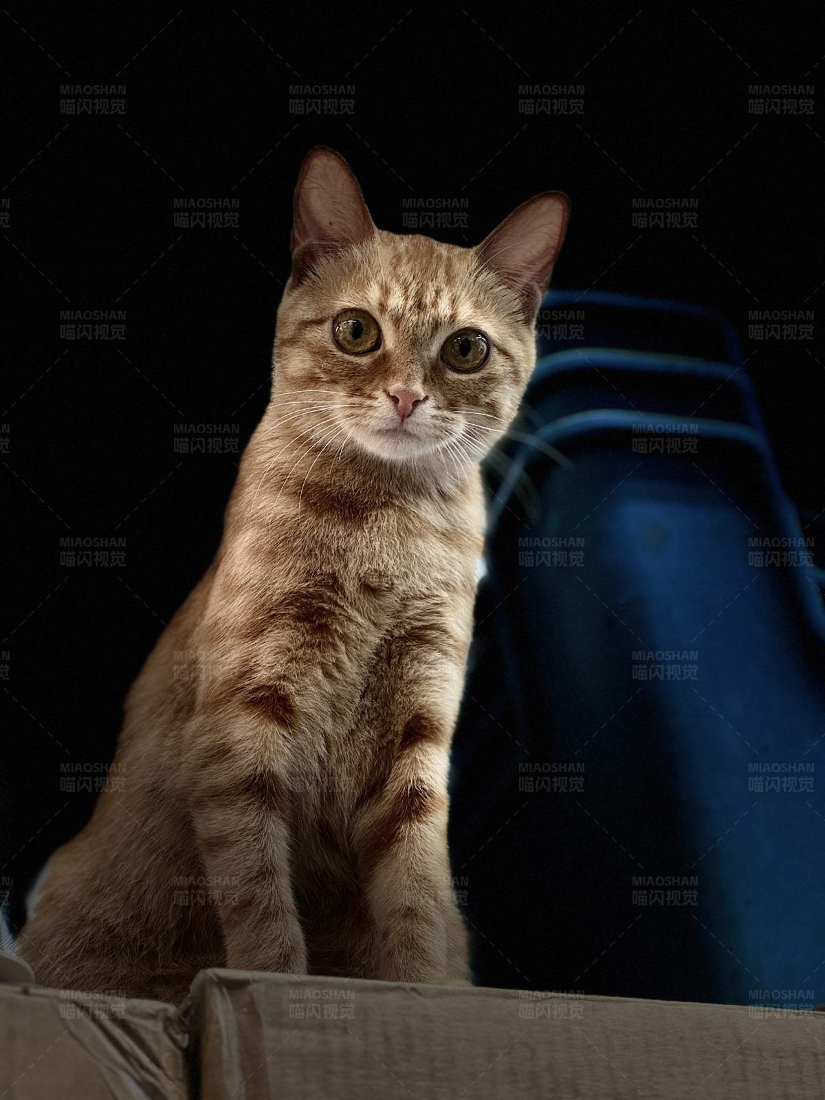 暗夜中的猫咪图片