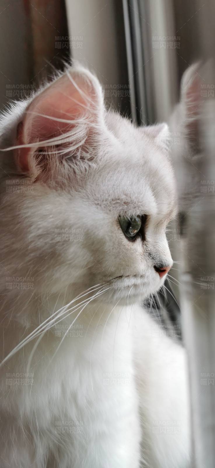 窗边的白色猫咪图片