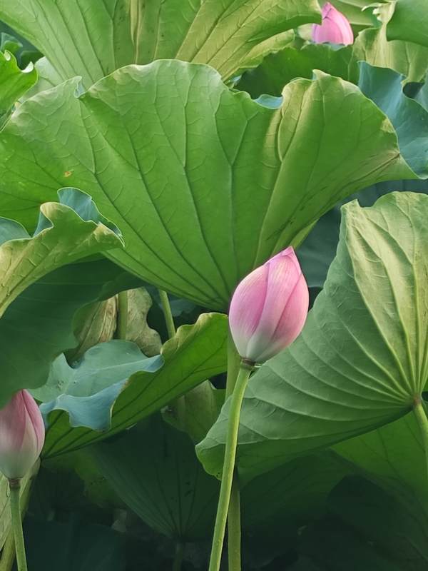 荷花初绽 绿叶环绕图片