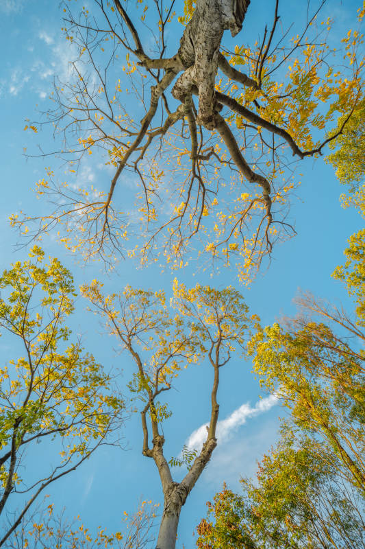 秋日树梢的美丽景象图片