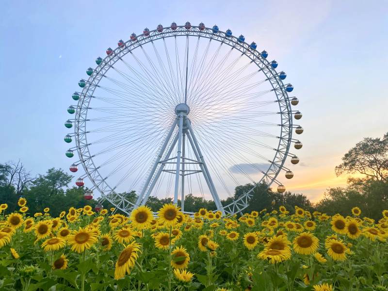 向日葵与摩天轮的美丽邂逅图片