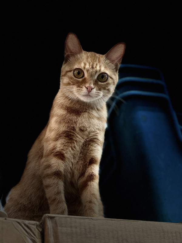 暗夜中的猫咪图片