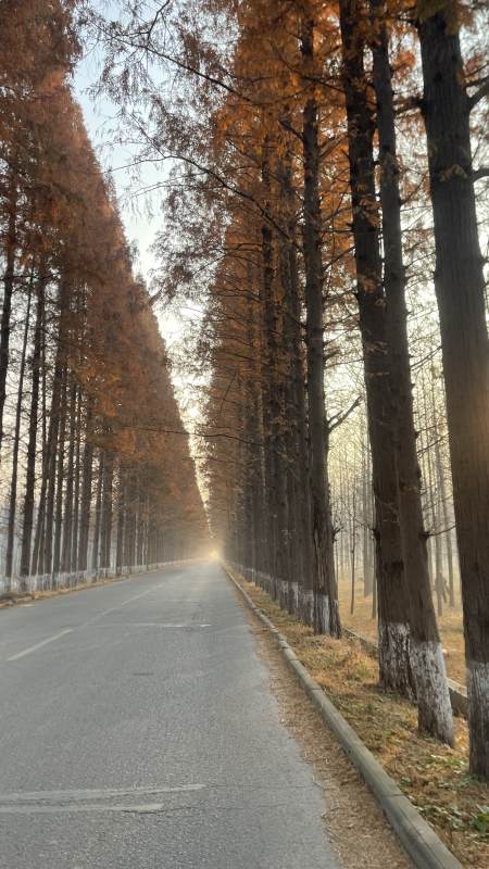 秋日林荫道图片