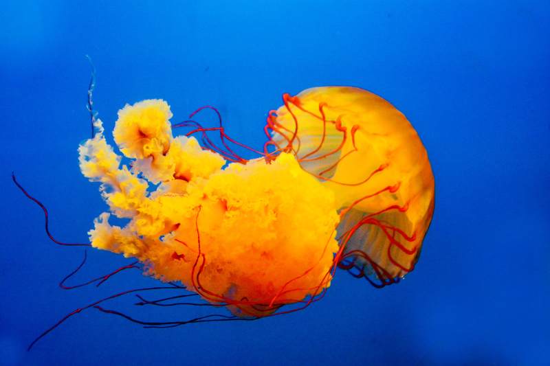海底橙色水母的美丽瞬间