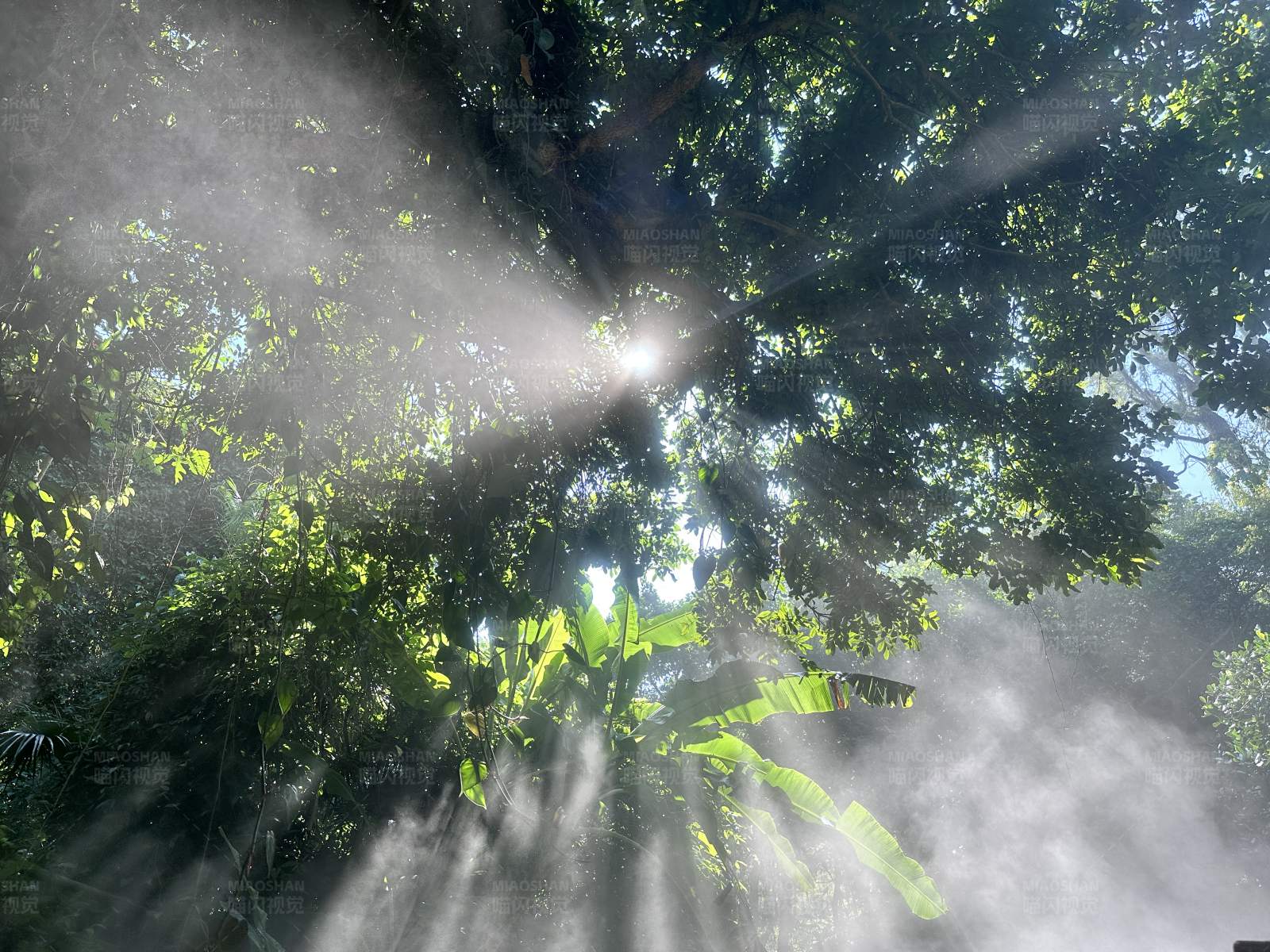 阳光透过树叶洒在雾气中图片