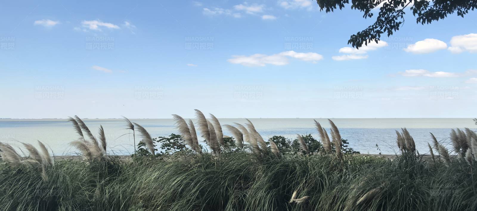 湖畔芦苇随风摇曳图片