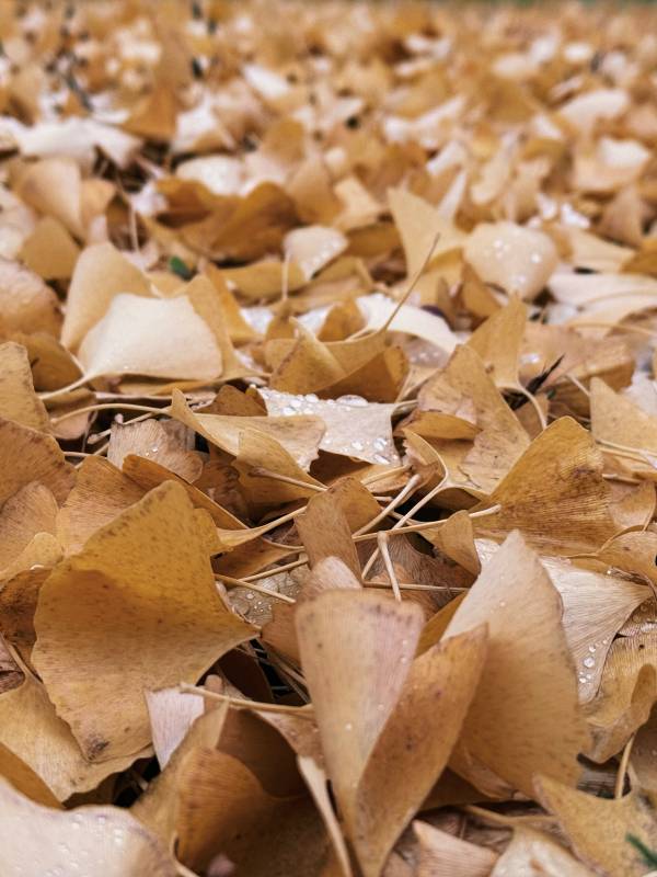 秋叶满地 雨后清新图片