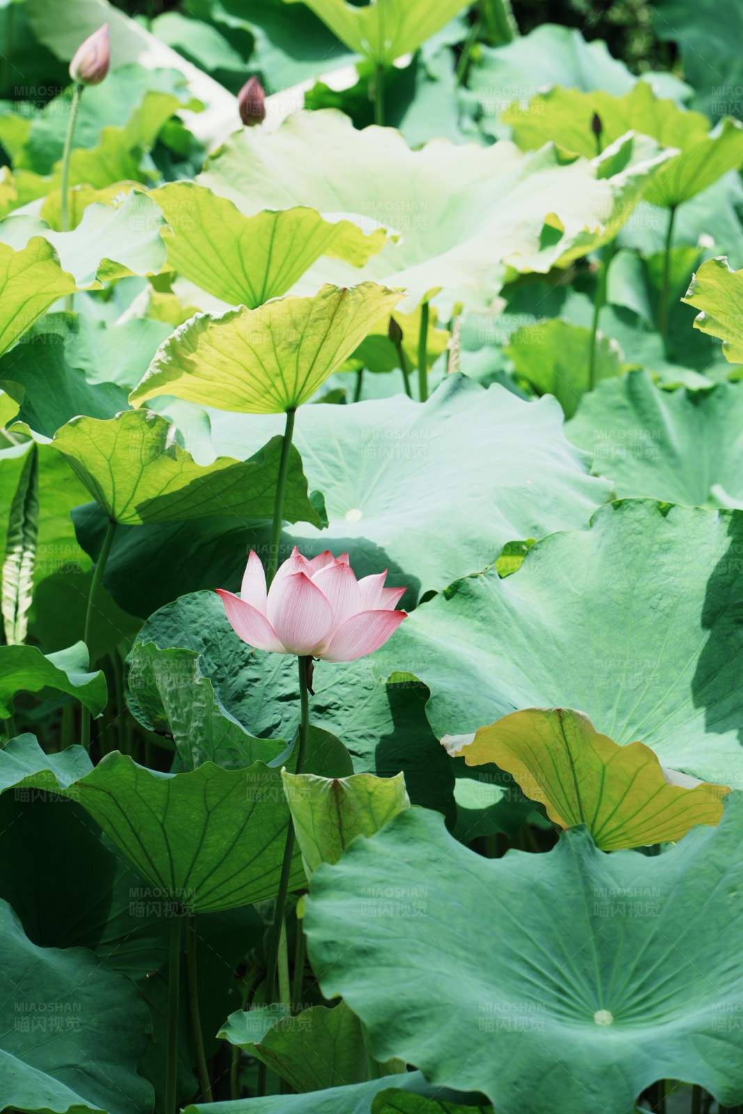 荷花盛开的美丽景象图片