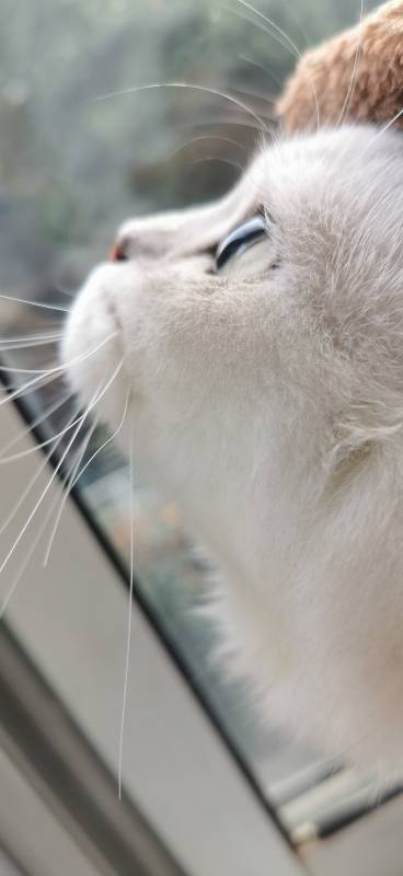 猫咪的悠闲时光图片