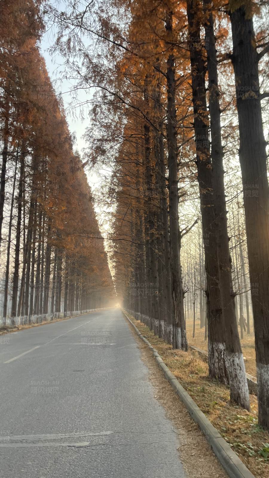 秋日林荫道图片