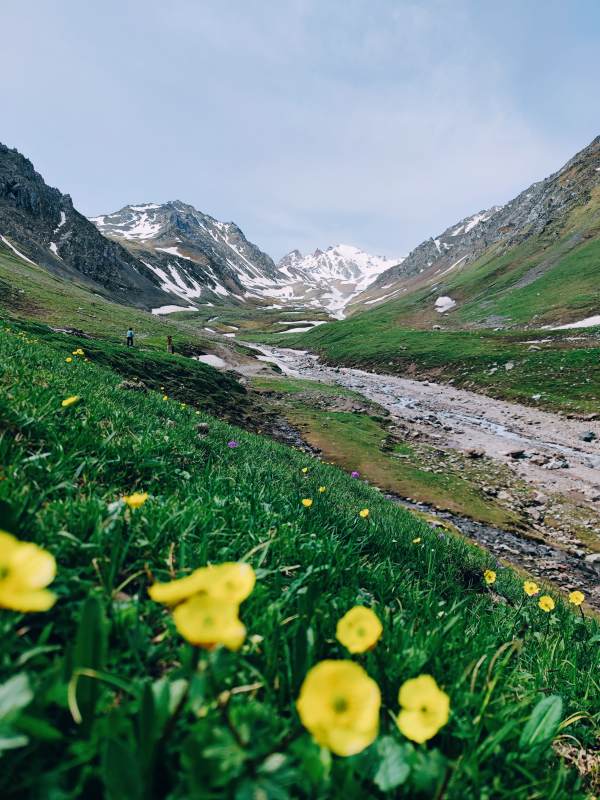 高山草地上的黄色花朵图片