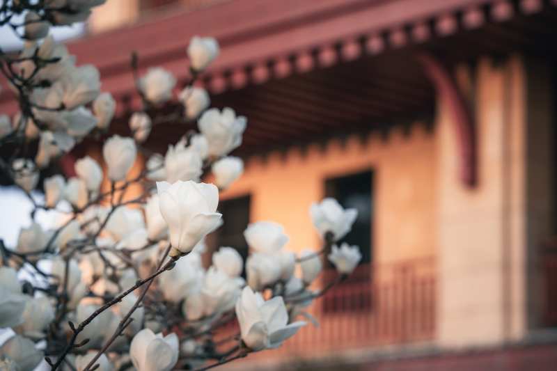 白玉兰花开满枝头图片