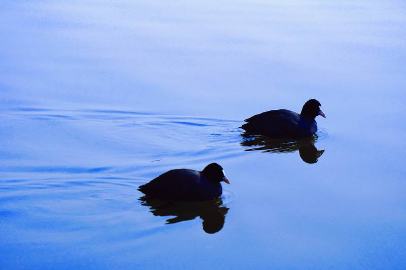 两只鸭子在水中游泳图片