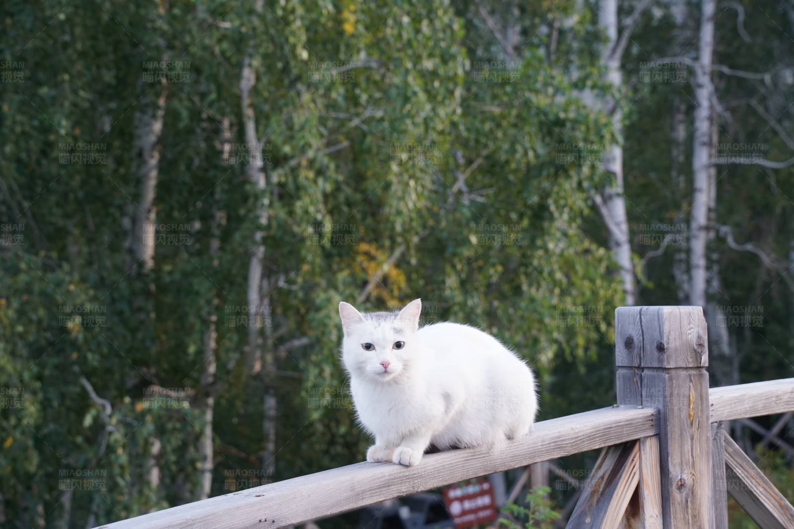 白猫在栏杆上图片