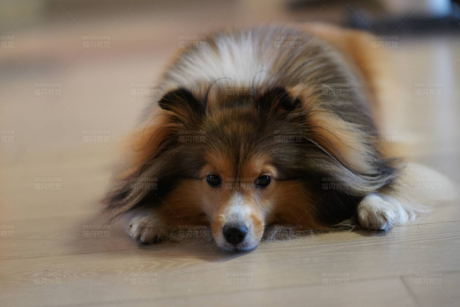 慵懒的狗狗图片