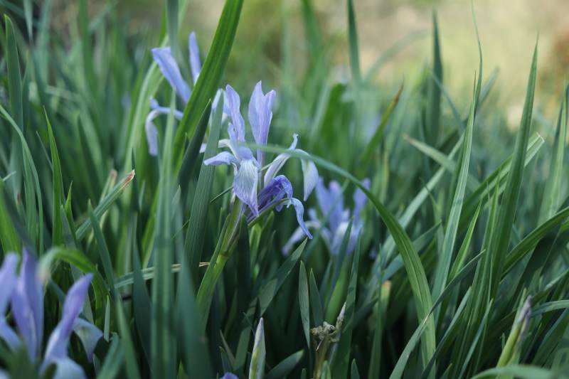 紫色花朵在绿草中绽放图片