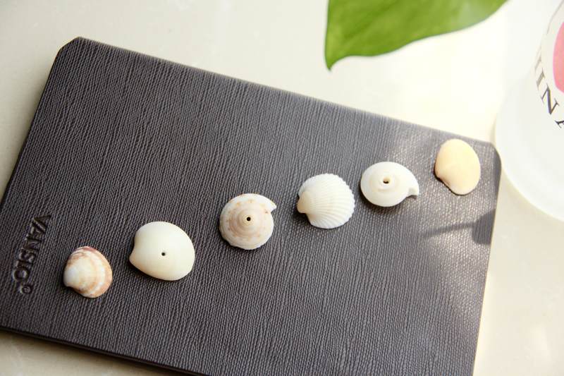 贝壳与书的静谧时光图片