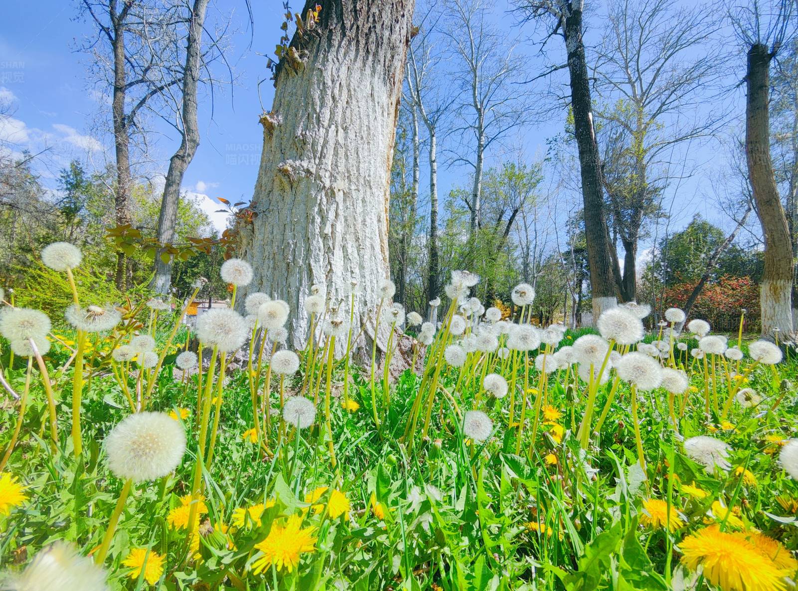 春天的蒲公英花田图片