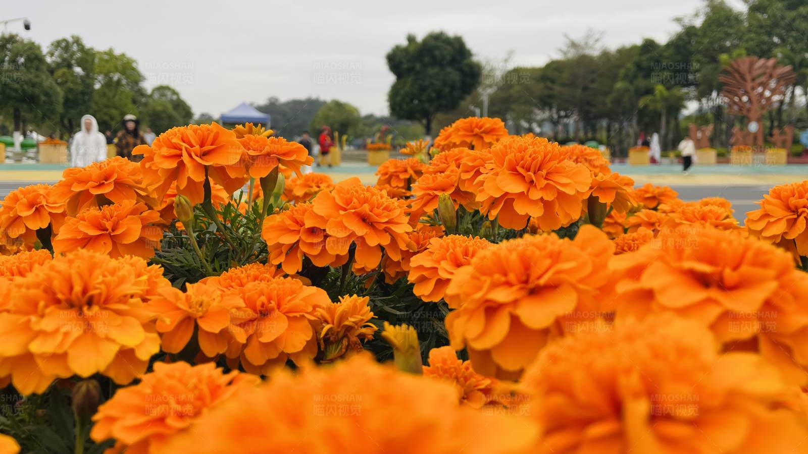 橙色花朵的美丽花坛图片